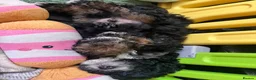 Cockapoo dogs for sale: Stunning curly coated Toy Cockapoos  - Advert 4