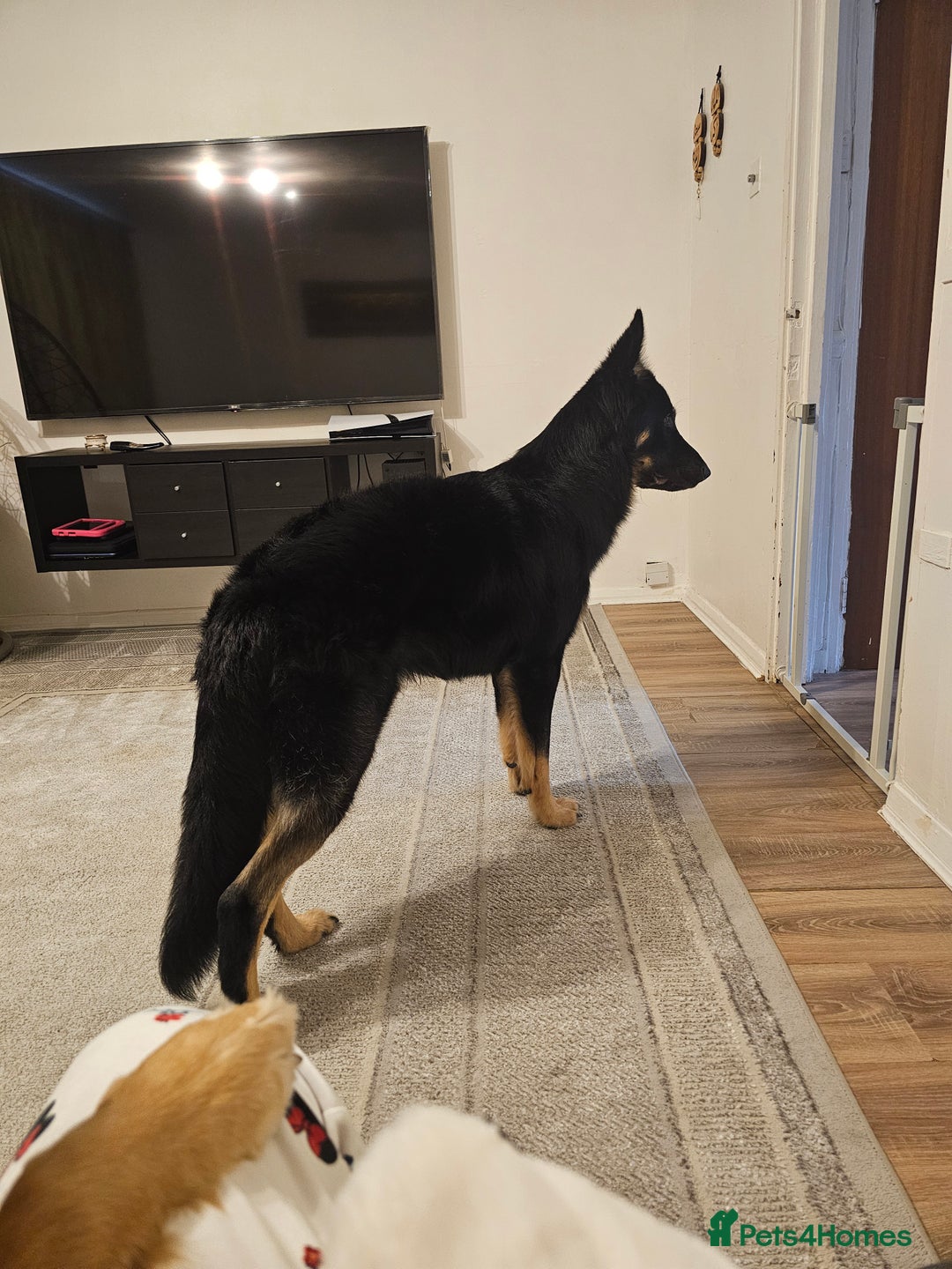 German Shepherd dogs for stud: Beautiful German shepherd for STUD - Advert 4