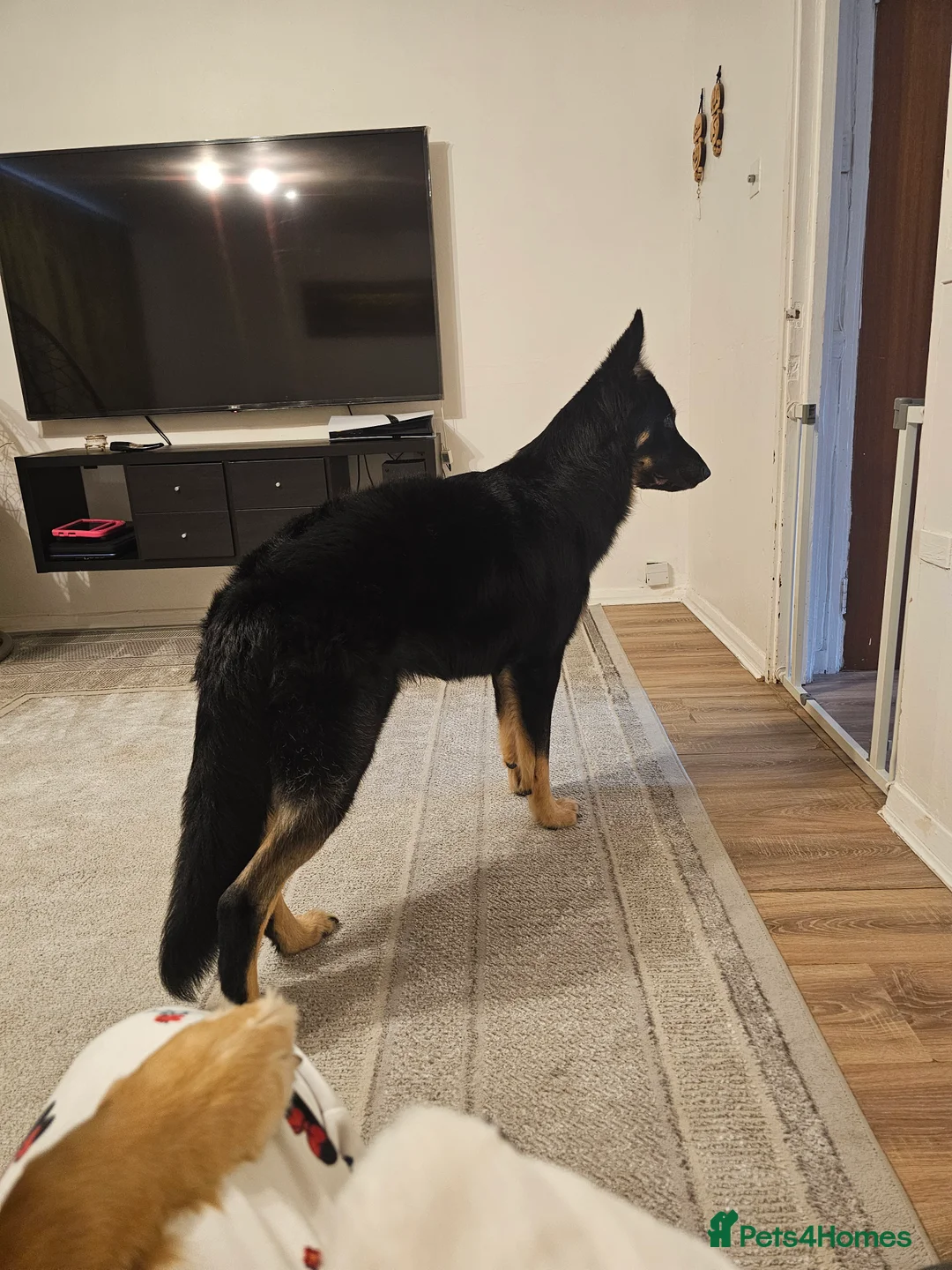 German Shepherd dogs for stud: Beautiful German shepherd for STUD - Advert 6