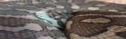 Python Snake reptiles for sale: Adult Coastal Carpet Python with Vivarium&Cabinet - Advert 4