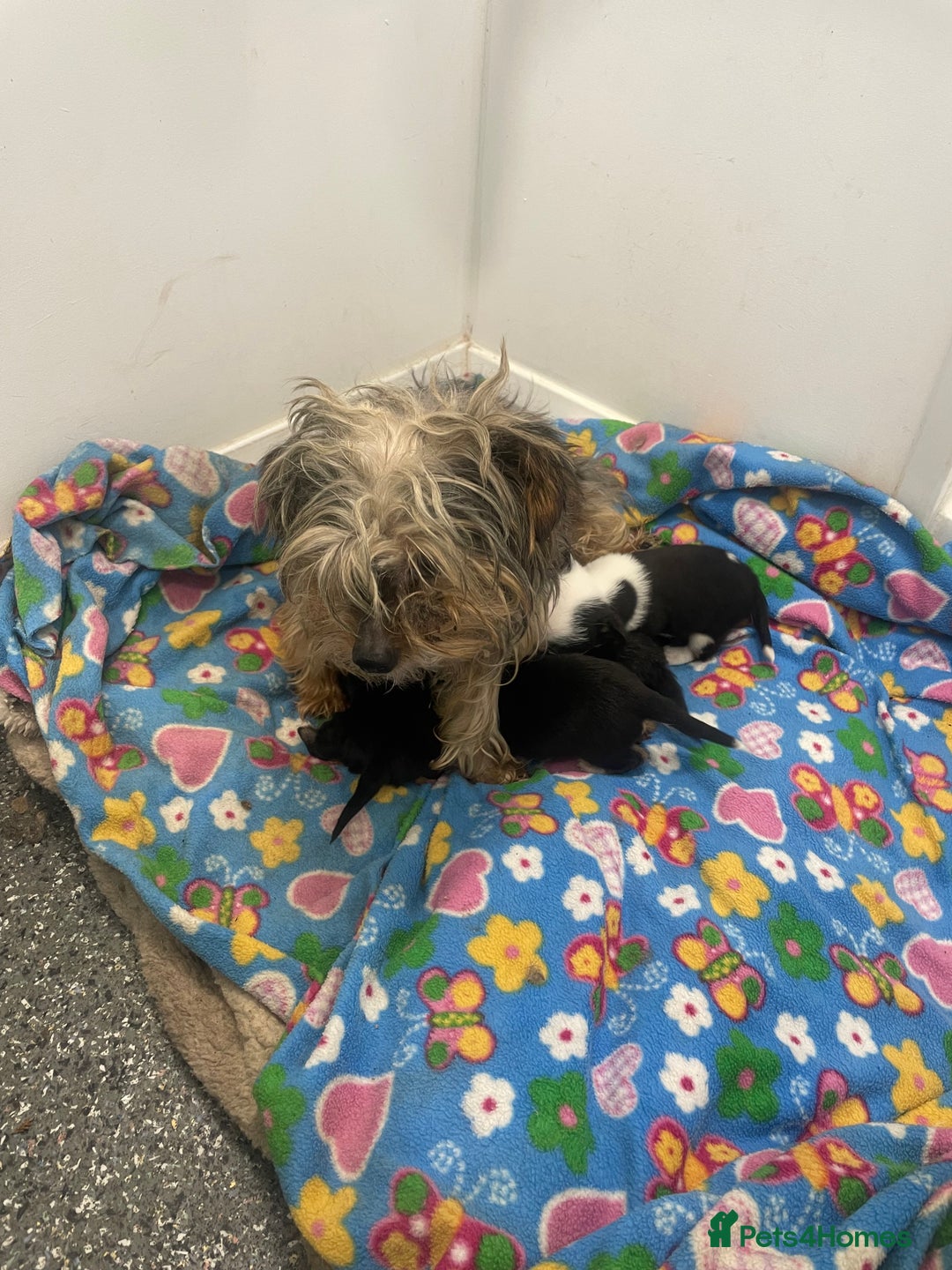 Mixed Breed dogs for sale: Yorkshire terrier/ jack Russell puppies  - Advert 8