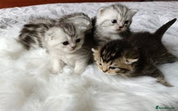 British Shorthair cats for sale: British Shorthair kittens - Image 2