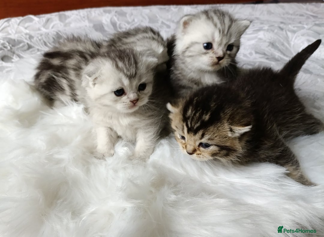 British Shorthair cats for sale: British Shorthair kittens - Image 2