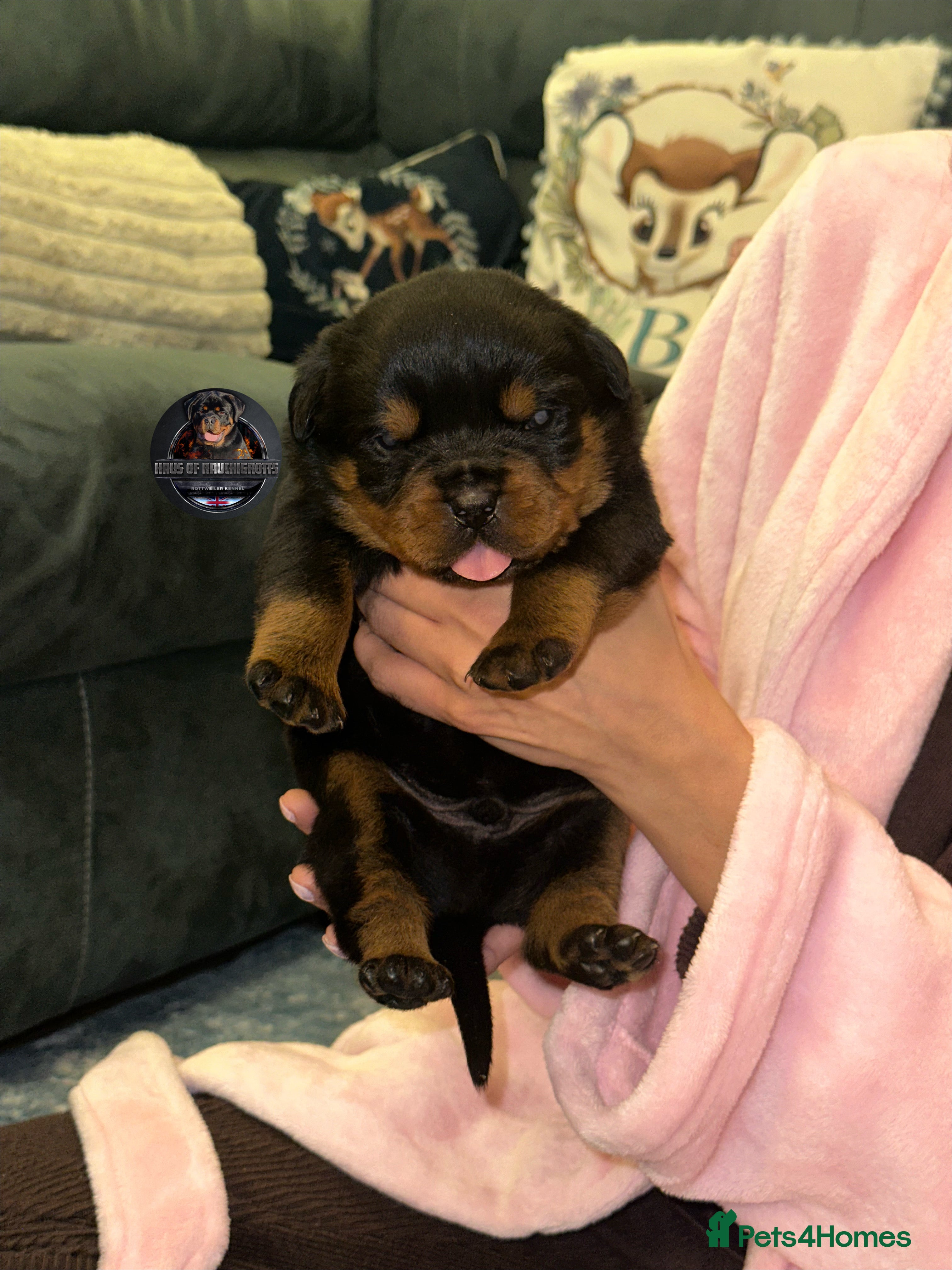 Rottweiler dogs Top Kc Registered Rottweiler Female Puppies - Advert 5