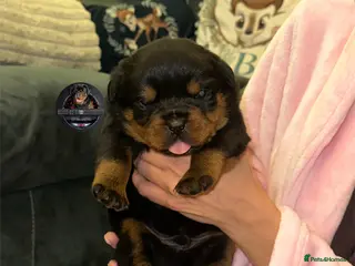 Rottweiler dogs Top Kc Registered Rottweiler Female Puppies - Advert 5