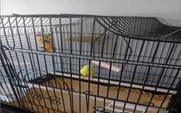 Parakeets birds for sale: 3 budgies 1 pocket parrott - Image 2