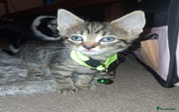 Ojos Azules cats for sale: 3 lovely Kittens looking for a forever New home  - Image 3