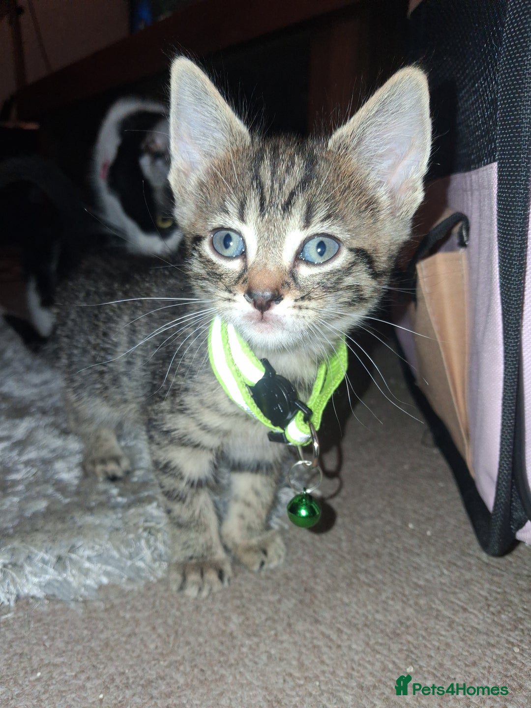 Ojos Azules cats for sale: 3 lovely Kittens looking for a forever New home  - Image 3