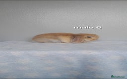 Mini Lop rabbits for sale: Stunning pure breed mini lops - Image 19