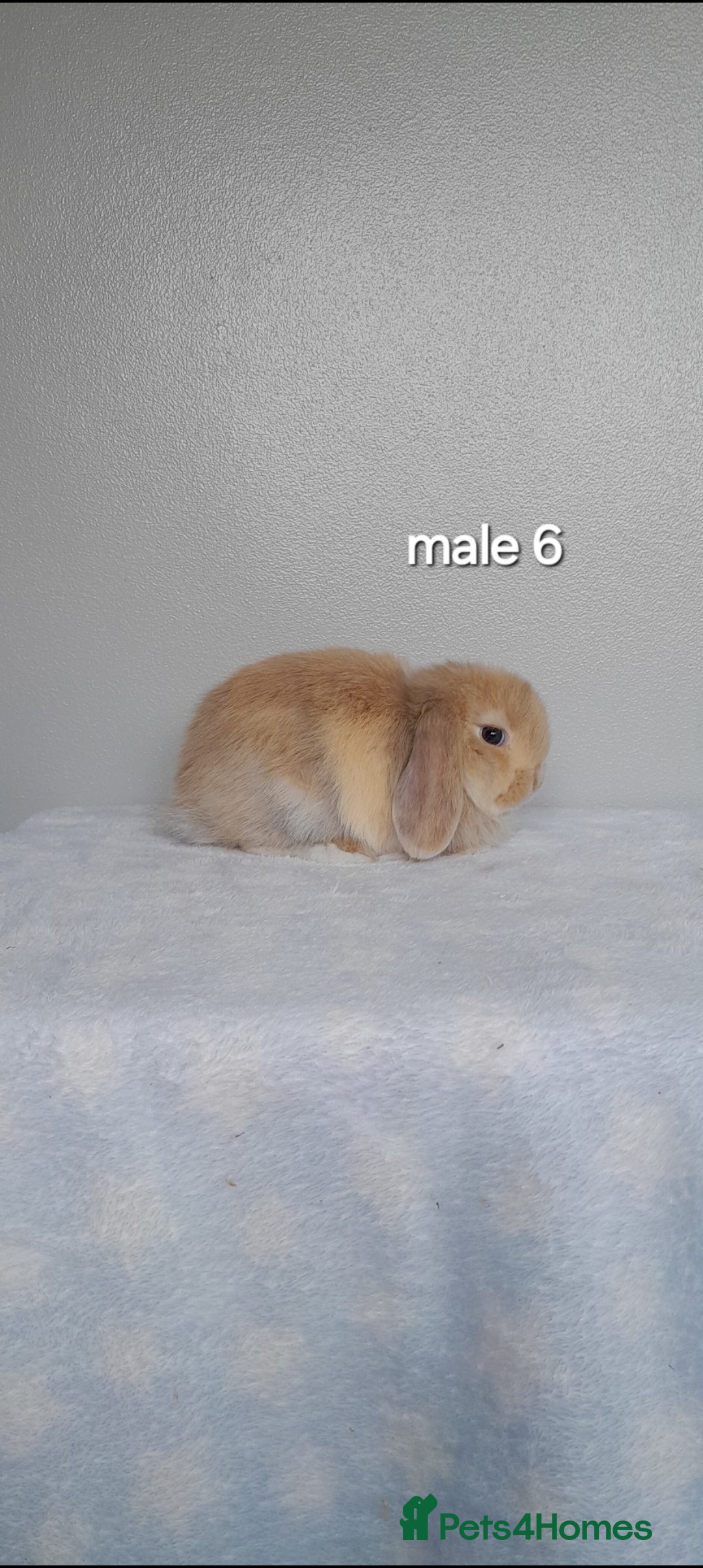 Mini Lop rabbits for sale: Stunning pure breed mini lops - Image 19