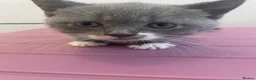 Scottish Fold cats for sale: 3 Scottish Fold kittens  - Advert 13