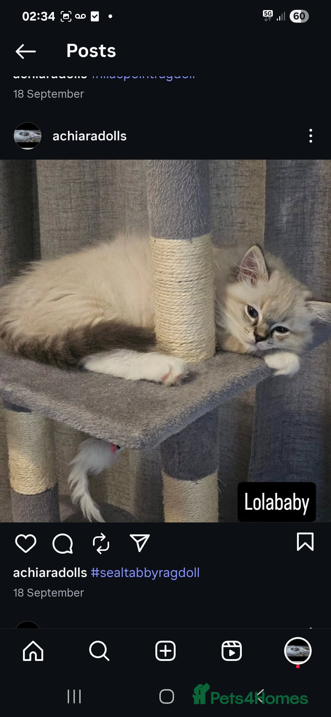 Ragdoll cats for sale: Stunning registered seal tabby ragdoll GC lines - Image 22