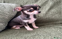 Chihuahua dogs for sale: Tiny chihuahua puppies  - Image 20