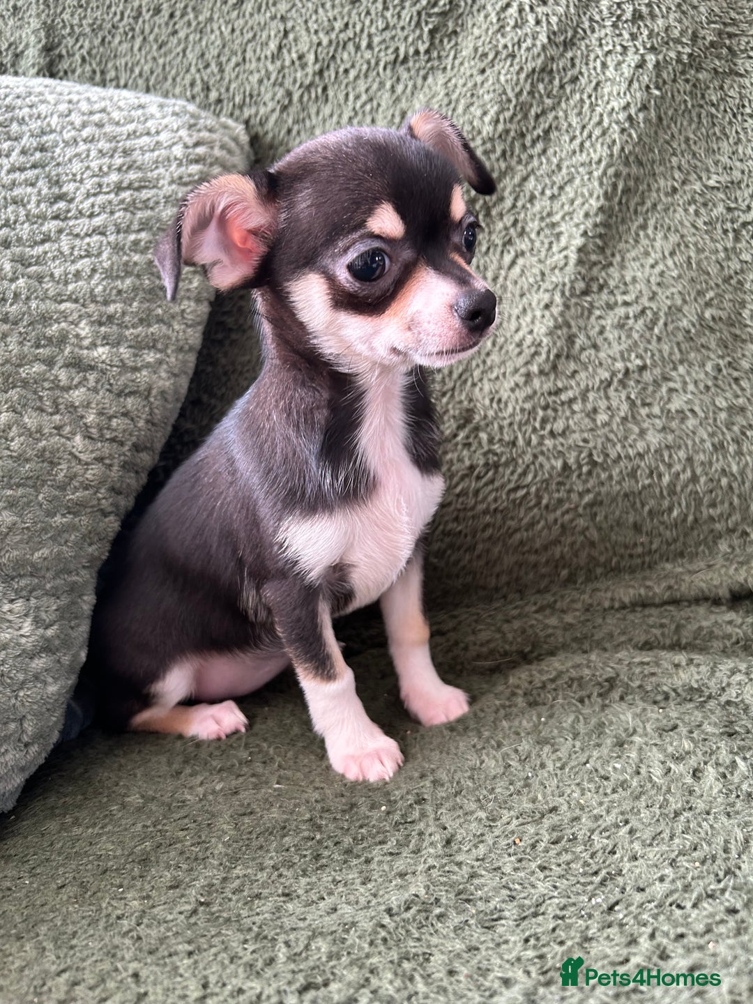 Chihuahua dogs for sale: Tiny chihuahua puppies  - Image 20