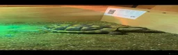 Hermann Tortoise reptiles for sale: Jack the tortoise  - Advert 2