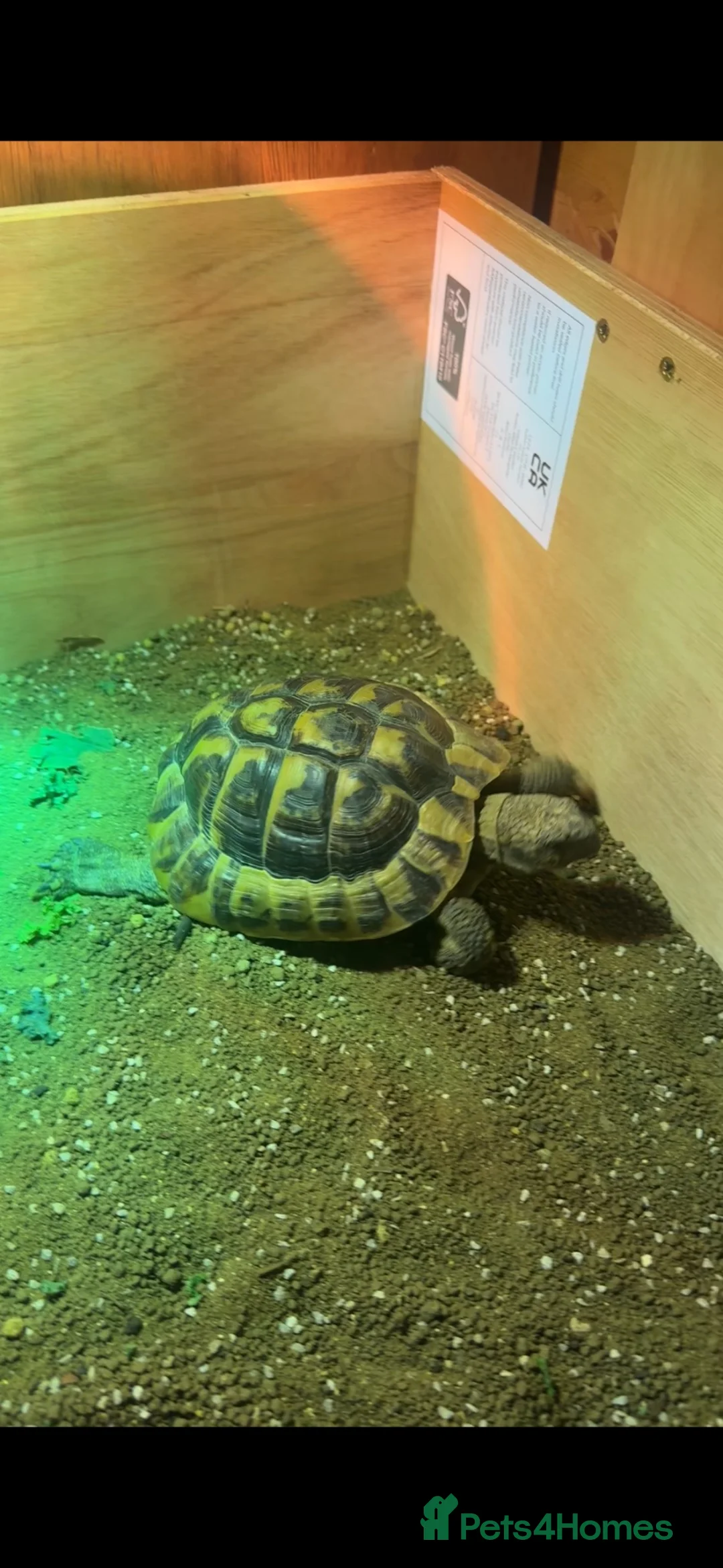 Hermann Tortoise reptiles for sale: Jack the tortoise  - Advert 2
