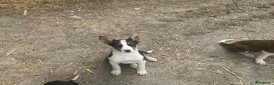 Border Collie Puppy 3
