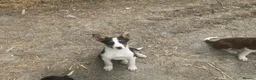 Border Collie dogs for sale: 5 Male Gorgeous Border Collie Pups - Advert 7
