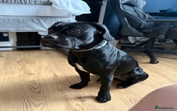 Mixed Breed dogs for sale: 🐾 Dog Looking for a New Home 🏡 - Image 7