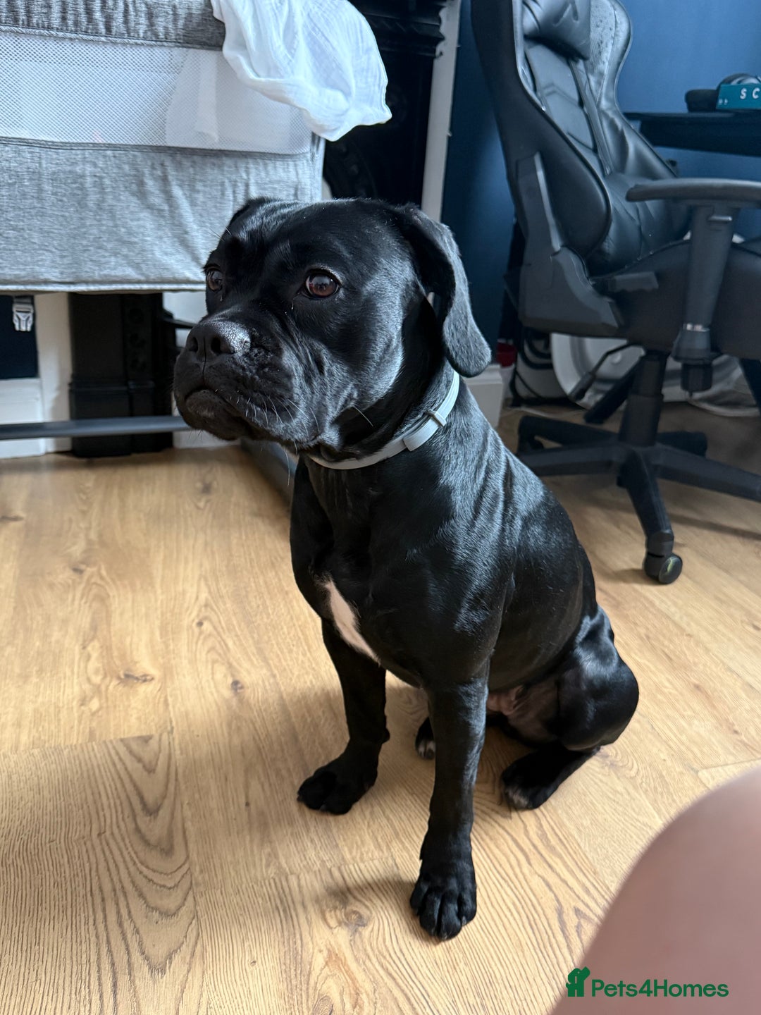 Mixed Breed dogs for sale: 🐾 Dog Looking for a New Home 🏡 - Image 7