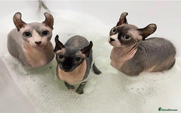 Sphynx cats for sale: Gorgeous pedigree sphynx - Image 4