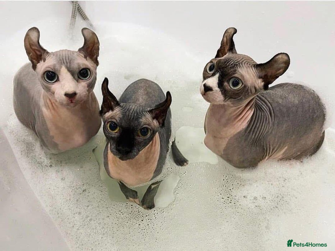 Sphynx cats for sale: Gorgeous pedigree sphynx - Image 4