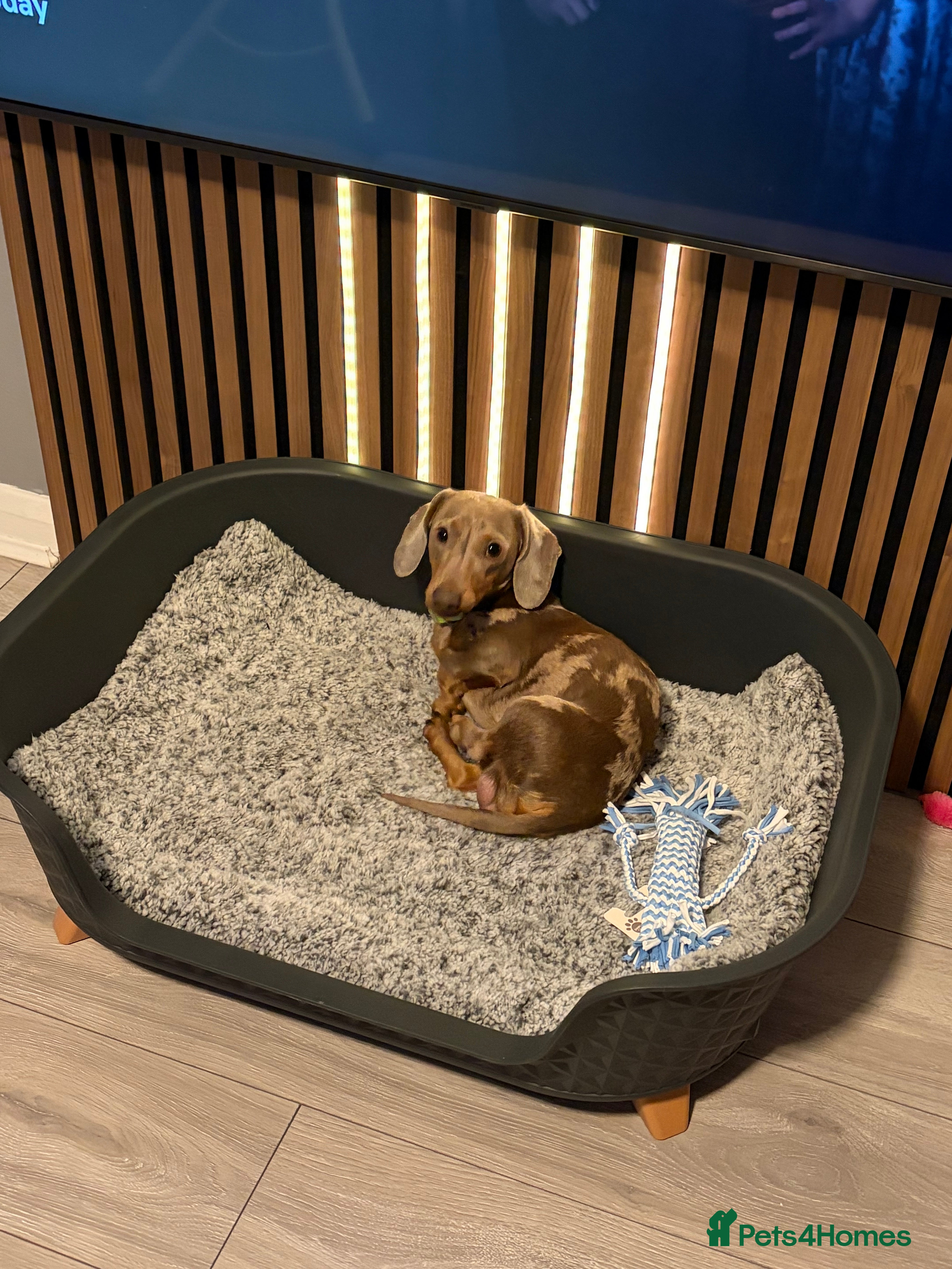 Miniature Dachshund dogs KC registered proven stud dog  - Advert 9