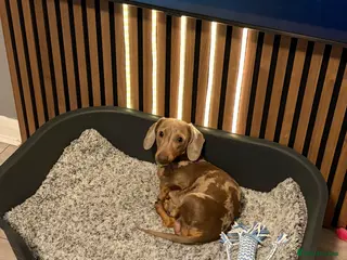 Miniature Dachshund dogs KC registered proven stud dog - Advert 9