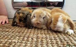 Mini Lop rabbits for sale: Mini Lop Bunnies (3 Girls Ready now) More 15th Aug - Image 9