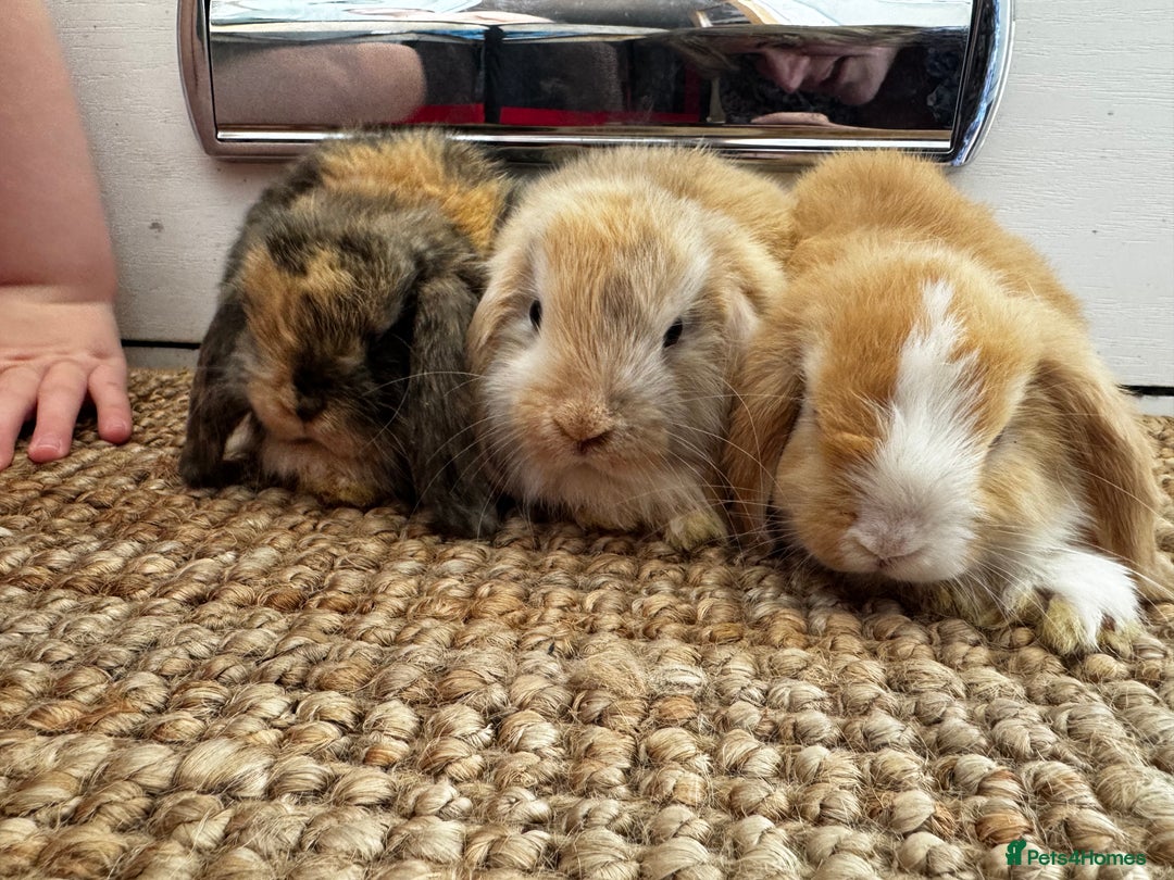 Mini Lop rabbits for sale: Mini Lop Bunnies (3 Girls Ready now) More 15th Aug - Image 9