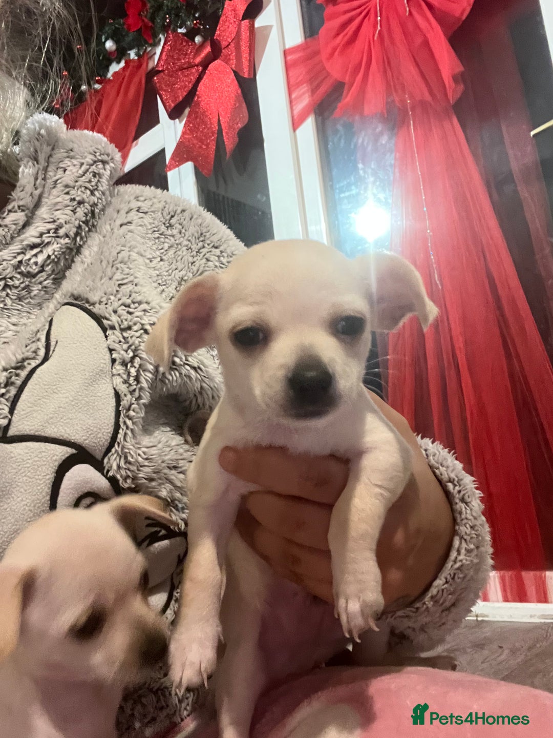 Chihuahua dogs for sale: Beautiful short hair chihuahua  - Advert 18