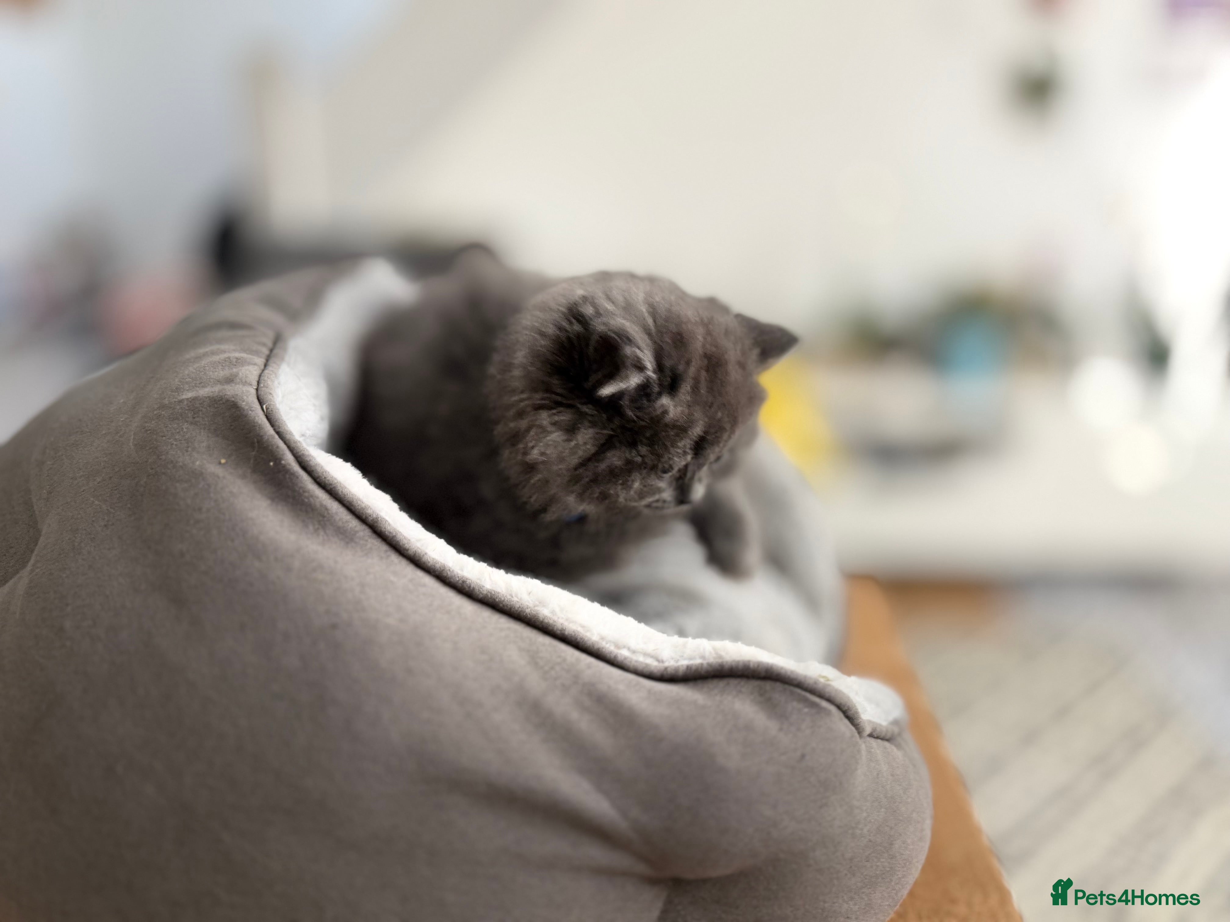 Scottish Fold cats for sale: 5 beautiful Scottish Fold’s kittens  - Advert 28
