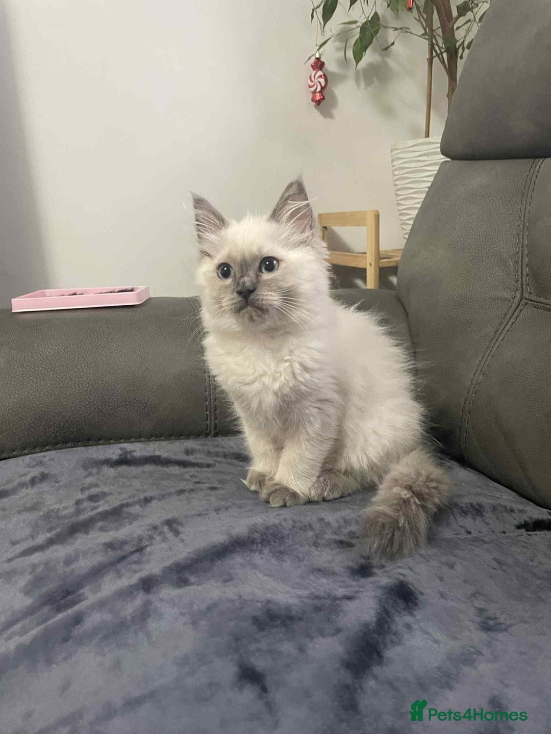 Ragdoll cats for sale: Female ragdoll kitten - Advert 3