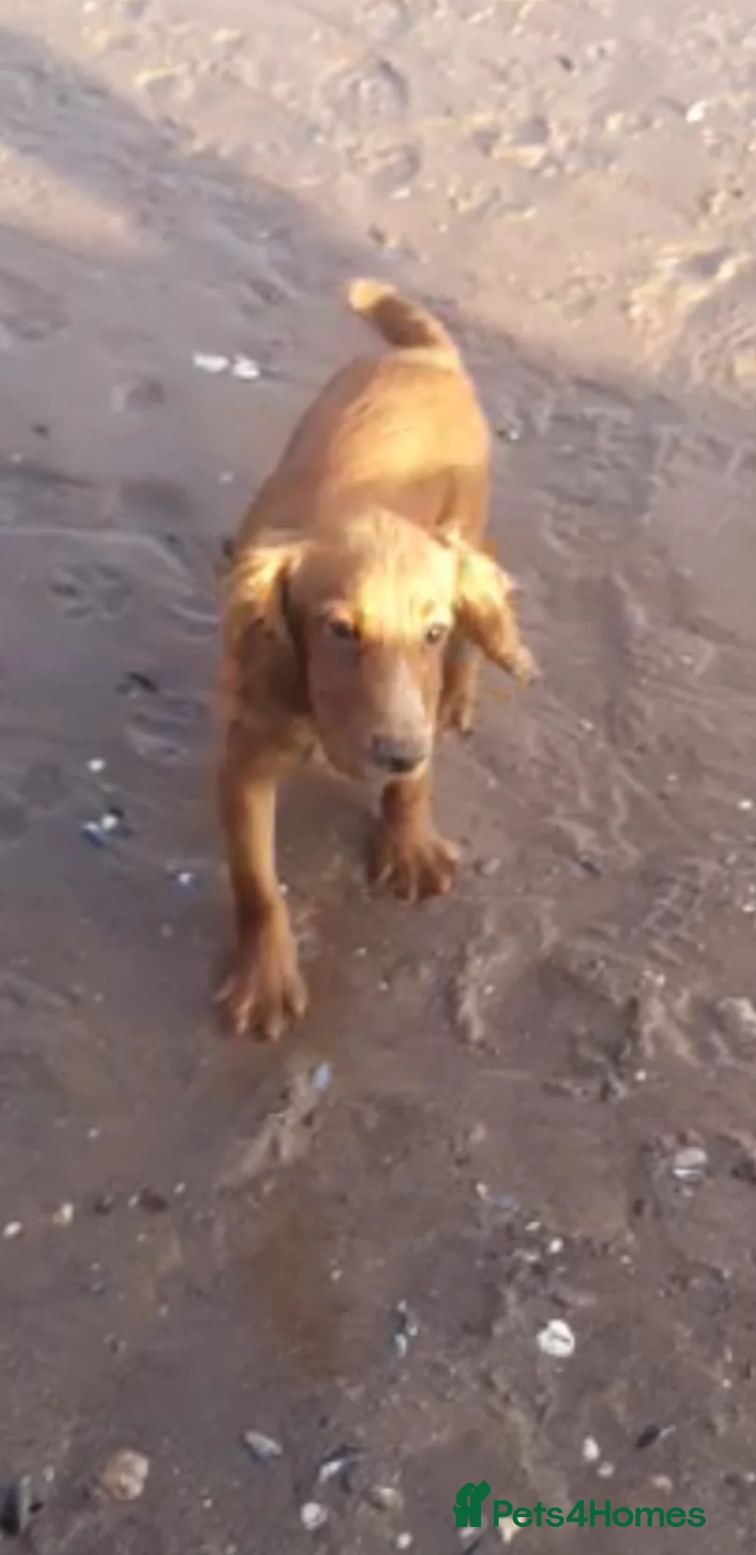 Cocker Spaniel dogs for sale: 15 month old male, working type cocker spaniel.  - Advert 3