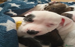 Staffordshire Bull Terrier dogs for sale: Staffie puppies for sale  - Image 22