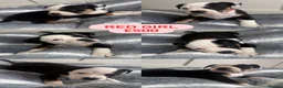Mixed Breed dogs for sale: Bulldog x Staffy puppies in Doncaster - Advert 3