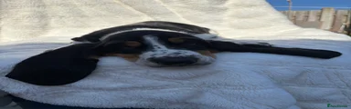Basset Hound 1