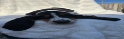 Basset Hound dogs for sale: Bassett hound 1 female left  - Advert 4