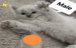 Ragdoll cats for sale: 3 KITTENS 🐱 RAGDOLL🐾  🌸🌿 Blue Point Silky💫🐾* - Image 5