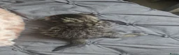 Mixed Breed cats for sale: Beautiful tabby x bengal kittens  - Advert 14