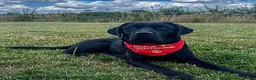 Labrador Retriever dogs for stud: Labrador, proven, health tested, show bred  - Advert 20