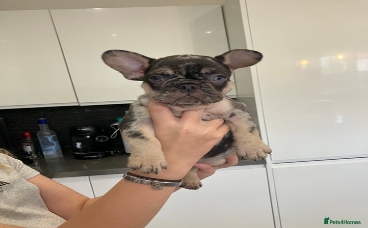 French Bulldog dogs - Advert 1