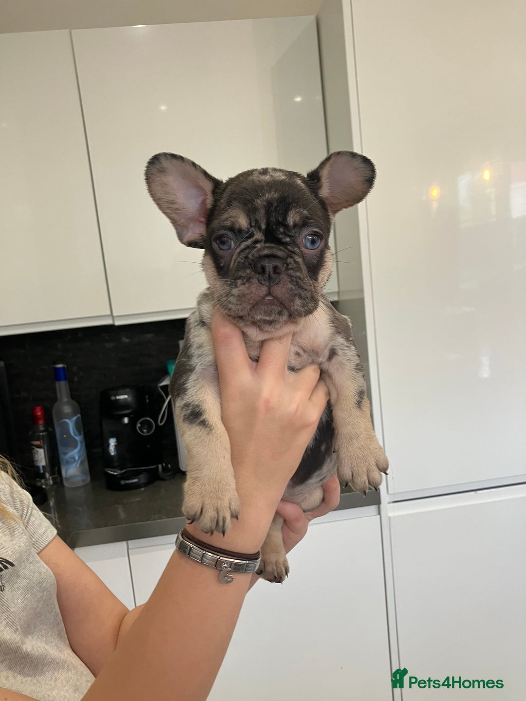 French Bulldog dogs for sale: French Bulldogs for sale - Image 1