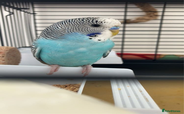 Budgerigars birds - Advert 1