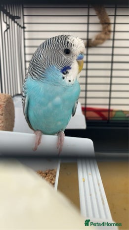 Budgerigars birds - Advert 1