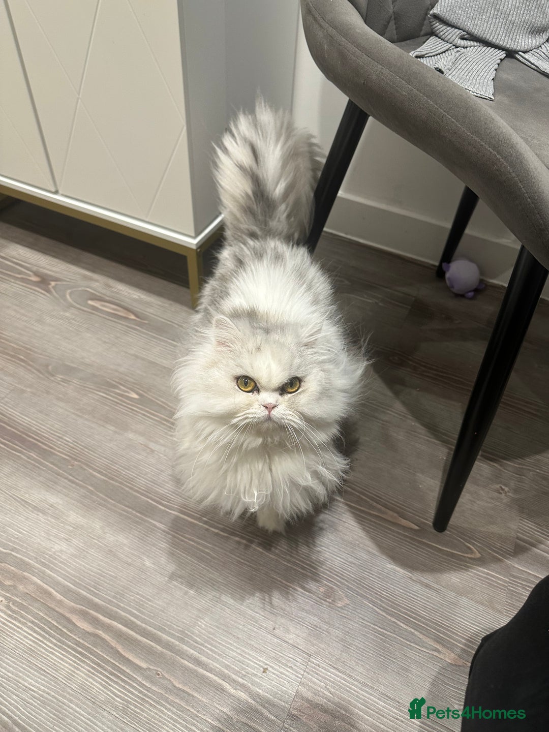 Persian cats for sale: Beautiful Persian girl - Advert 3