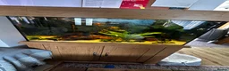 Other/Mixed Breed fish for sale: Aqua one fish tank 159l- no scratches - Advert 16