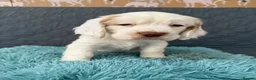 Clumber Spaniel dogs for sale: Kc Registered Clumber Spaniels - Advert 15