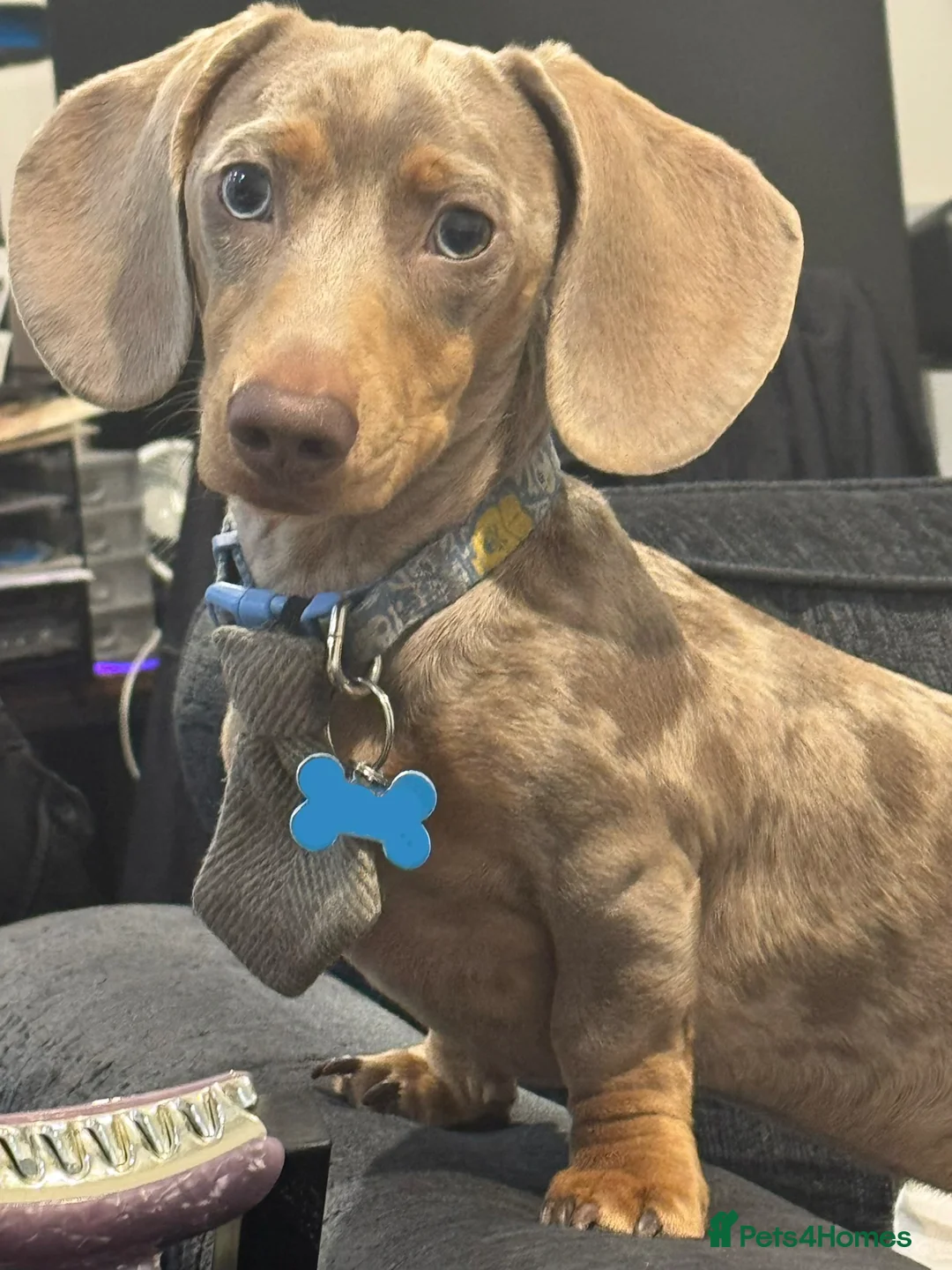 Miniature Dachshund dogs for sale: Miniature Dachshunds for sale  in Hessle - Advert 9