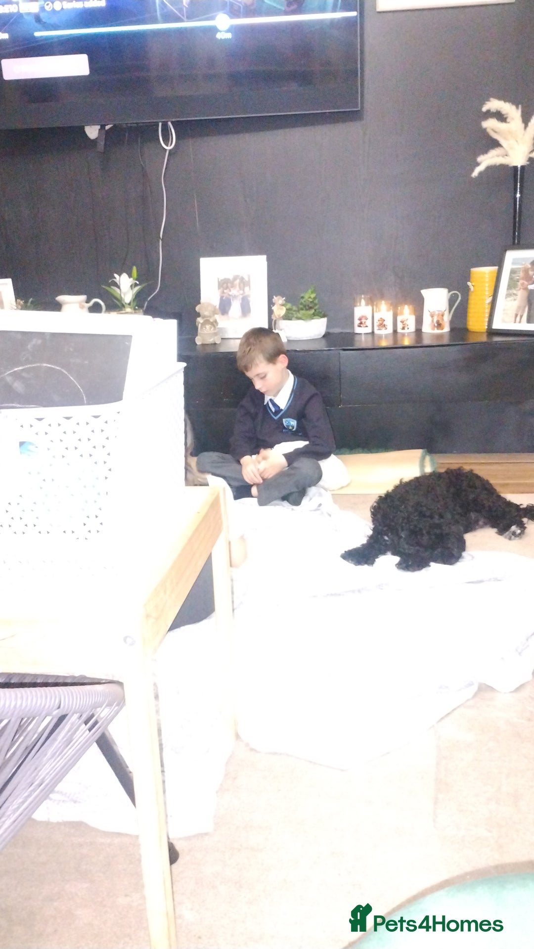 Cockapoo dogs for sale: Cockapoo puppies - Advert 4